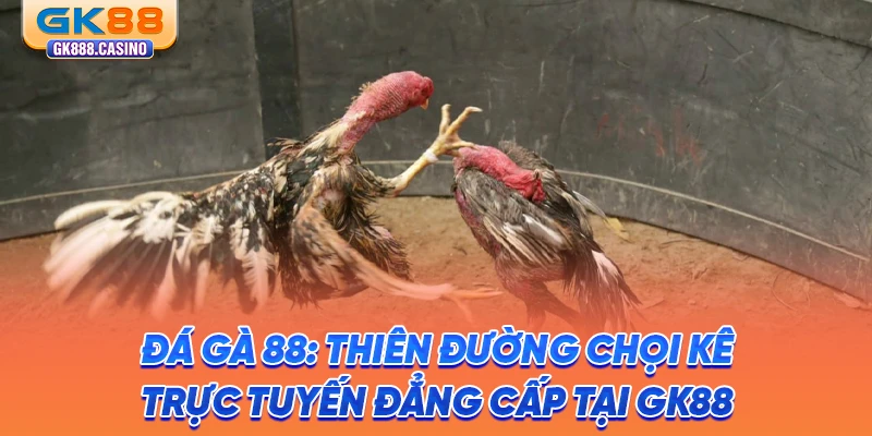 Đá Gà 88: Thiên Đường Chọi Kê Trực Tuyến Đẳng Cấp Tại GK88 da ga 88 thien duong choi ke truc tuyen dang cap tai gk88